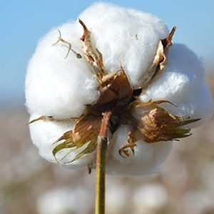 ABD pamuğuna şuan yüzde 3’lük bir damping vergisi