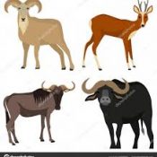 BELİRLİ CANLI TIRNAKLI HAYVANLARIN İTHALATI VE TRANSİT GEÇİŞİNE İLİŞKİN HAYVAN SAĞLIĞI KURALLARININ BELİRLENMESİNE DAİR YÖNETMELİKTE DEĞİŞİKLİK YAPILMASINA DAİR YÖNETMELİK